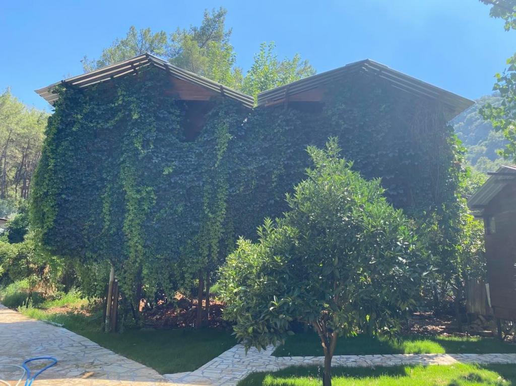 Olympos Çamlık Pansiyon +16