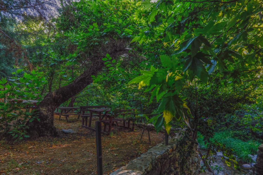 Kazdağı Kamp Zeytinli — 6