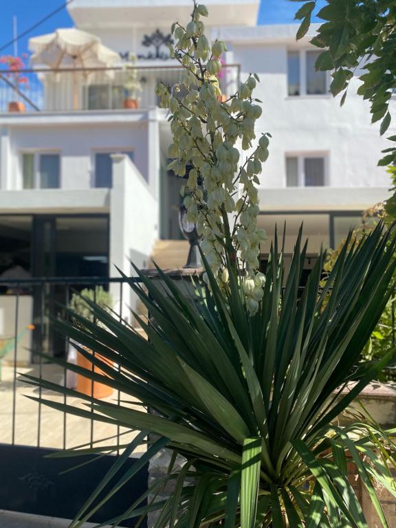Monk Island Foça — 3
