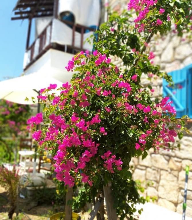 Kabuk Ev Otel